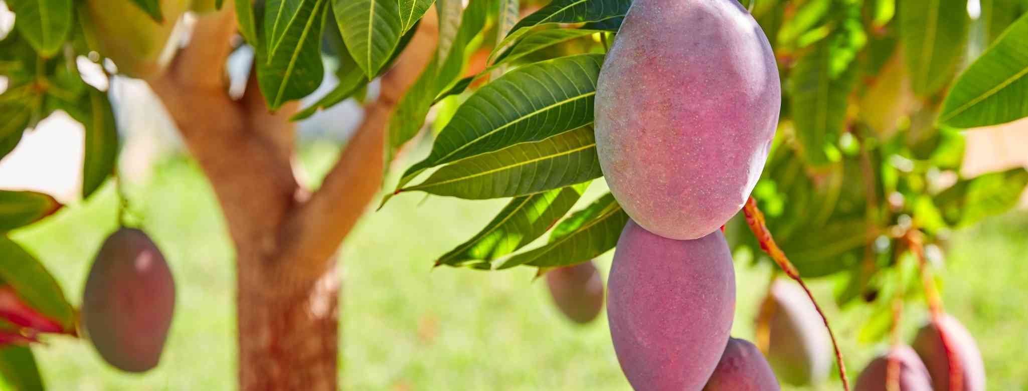 גיזום עץ מנגו