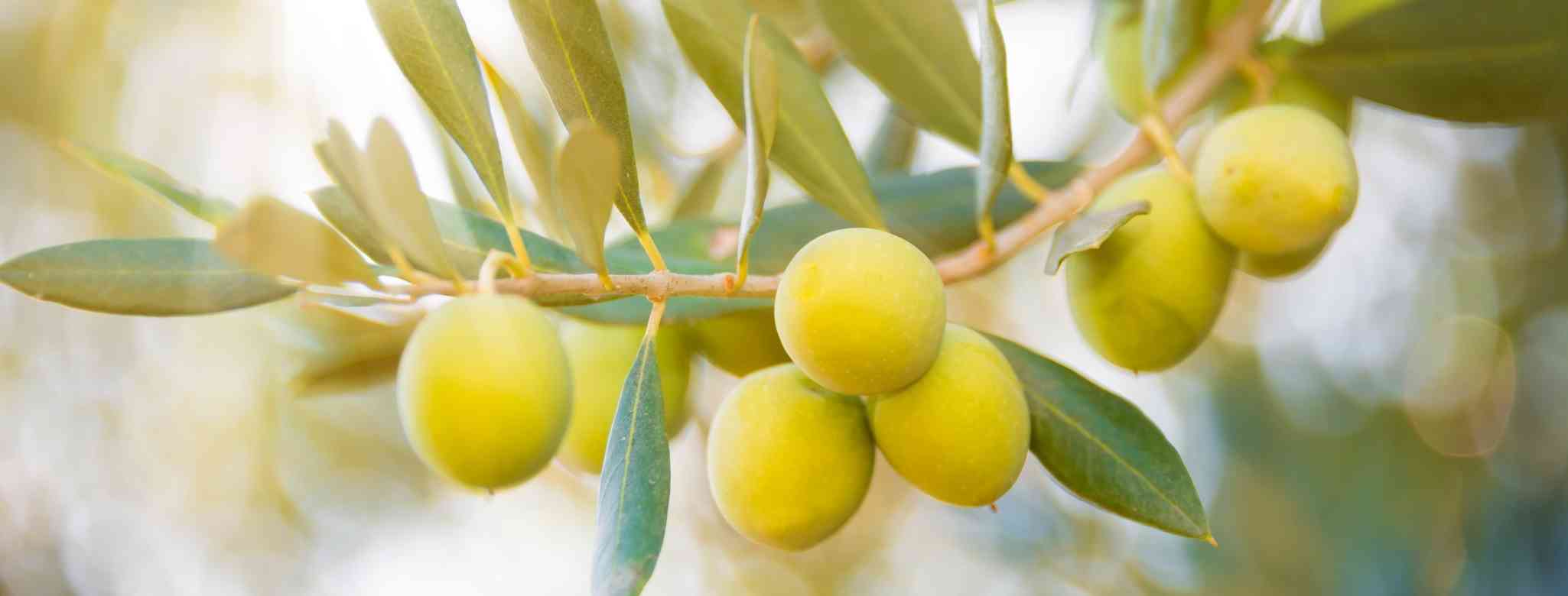 גיזום עצים בתל אביב