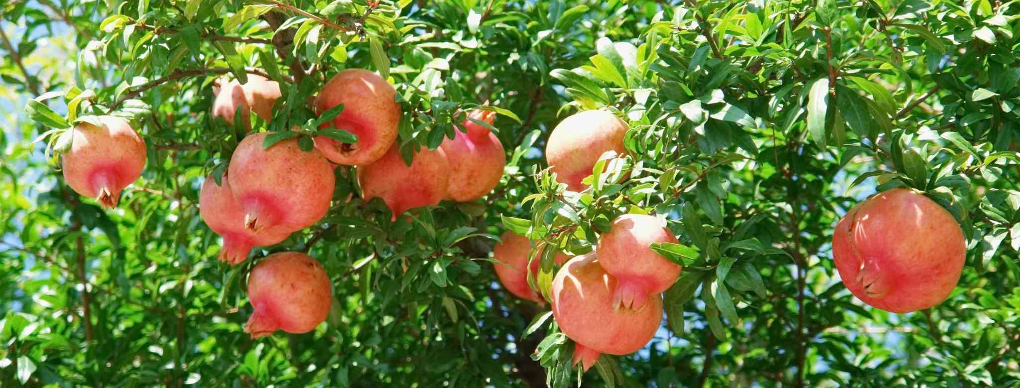 גיזום וכריתת עצים