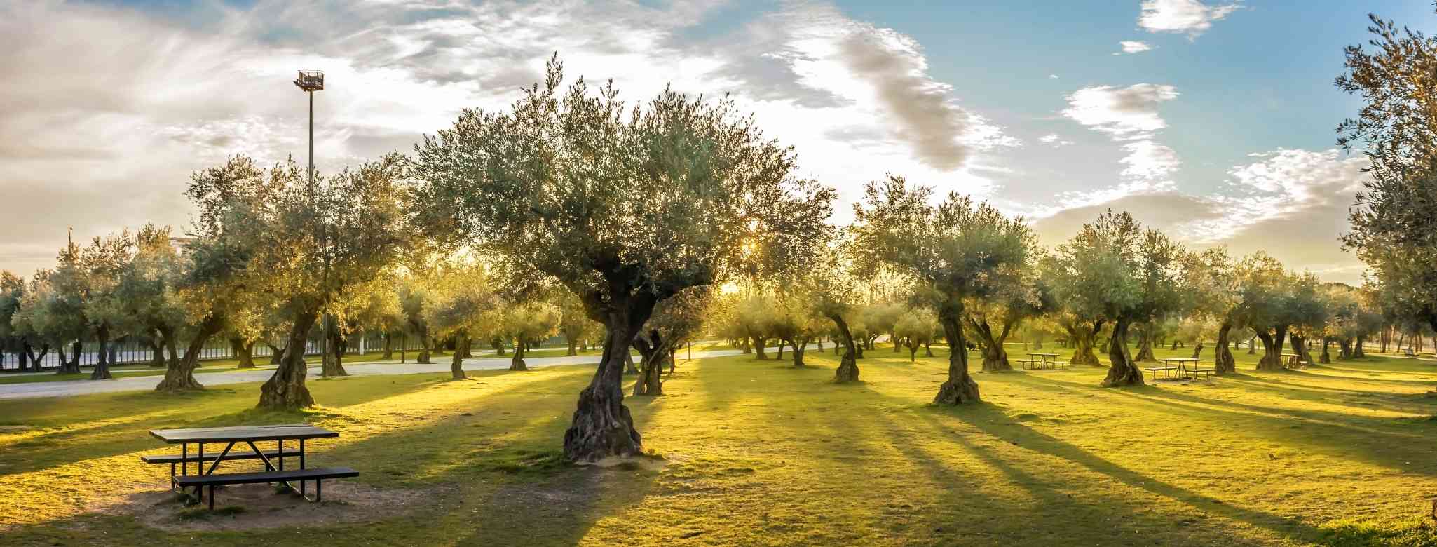 איך לגזום עצי זית