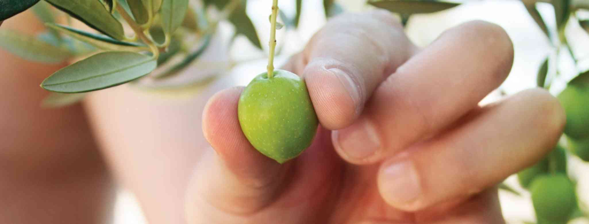 גיזום עץ זיתים