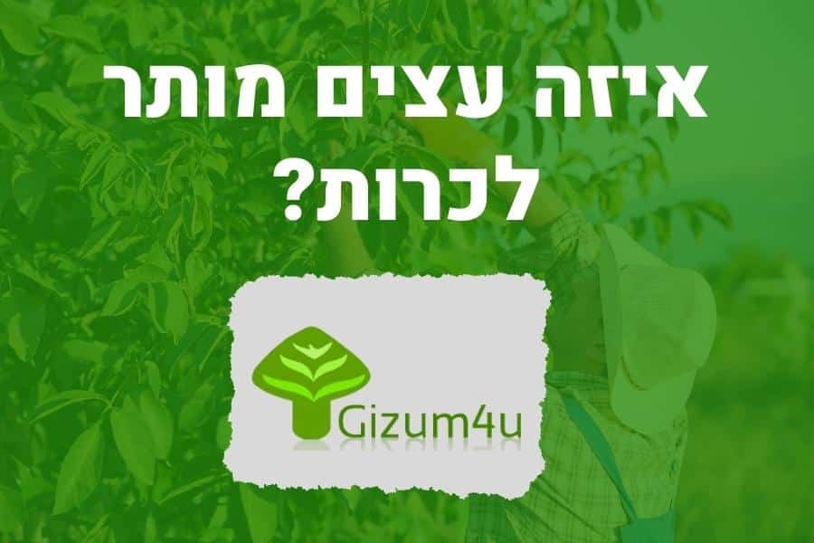 איזה עצים מותר לכרות