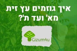 איך גוזמים עץ זית