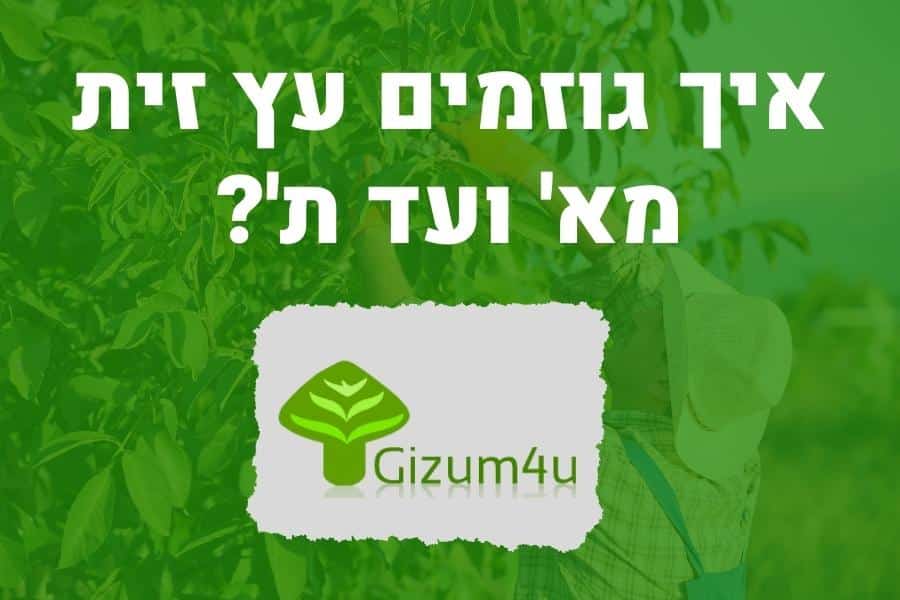 איך גוזמים עץ זית