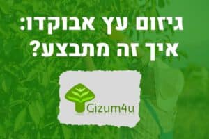 גיזום עץ אבוקדו