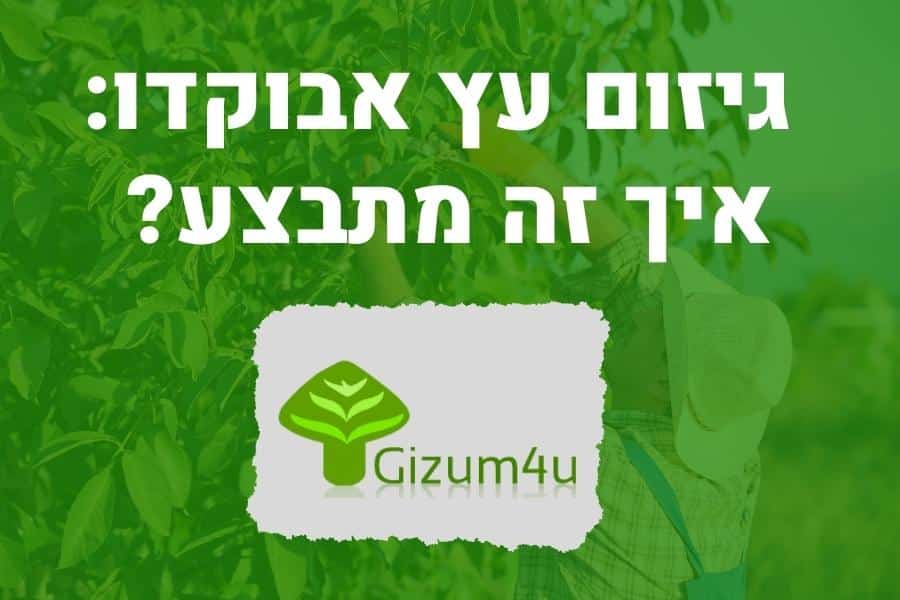 גיזום עץ אבוקדו