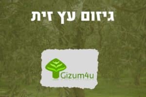 גיזום עץ זית - תמונה ראשית