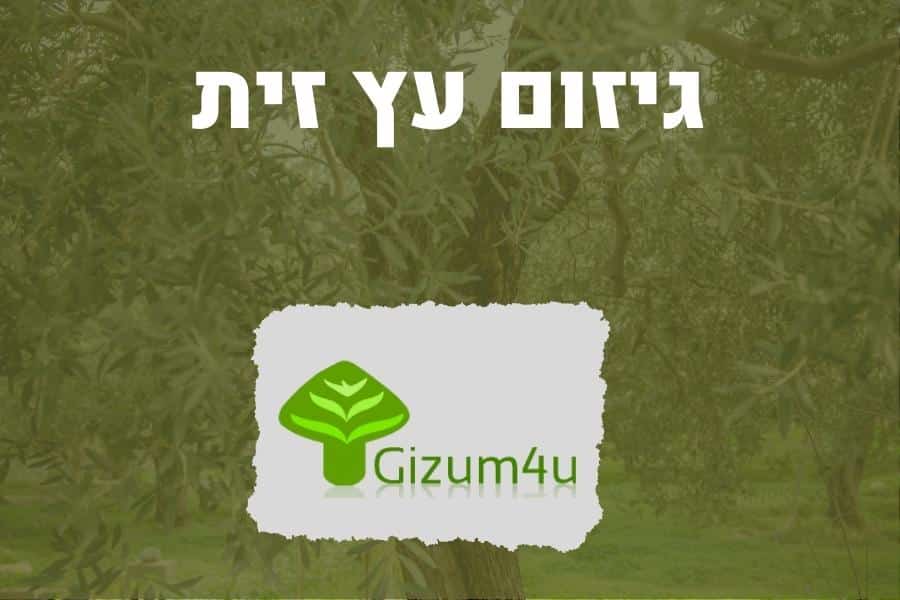 גיזום עץ זית - תמונה ראשית