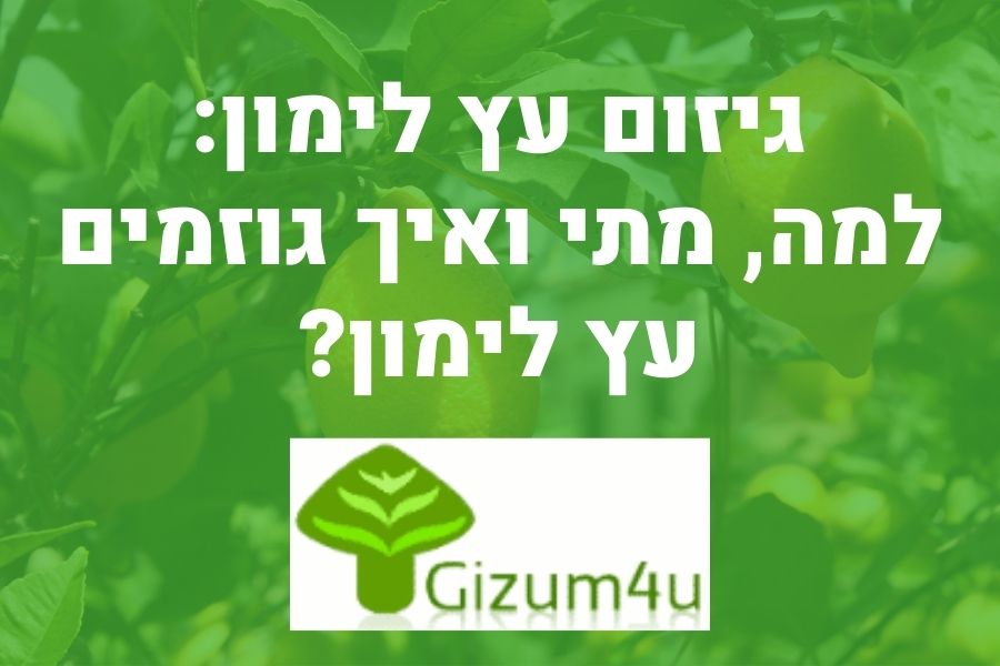 גיזום עץ לימון