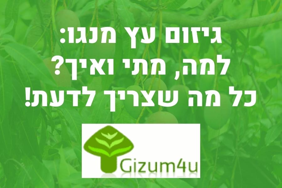 גיזום עץ מנגו