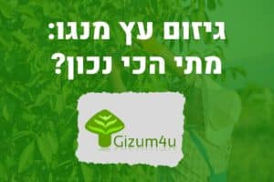 גיזום עץ מנגו
