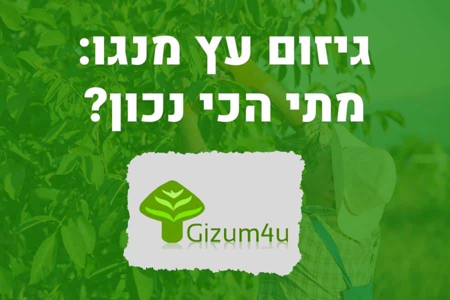 גיזום עץ מנגו