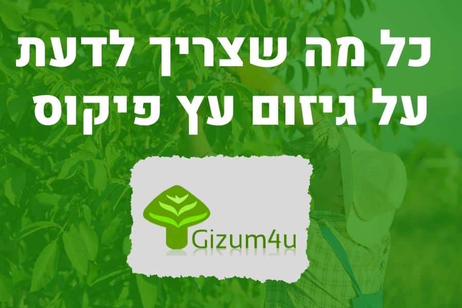 גיזום עץ פיקוס