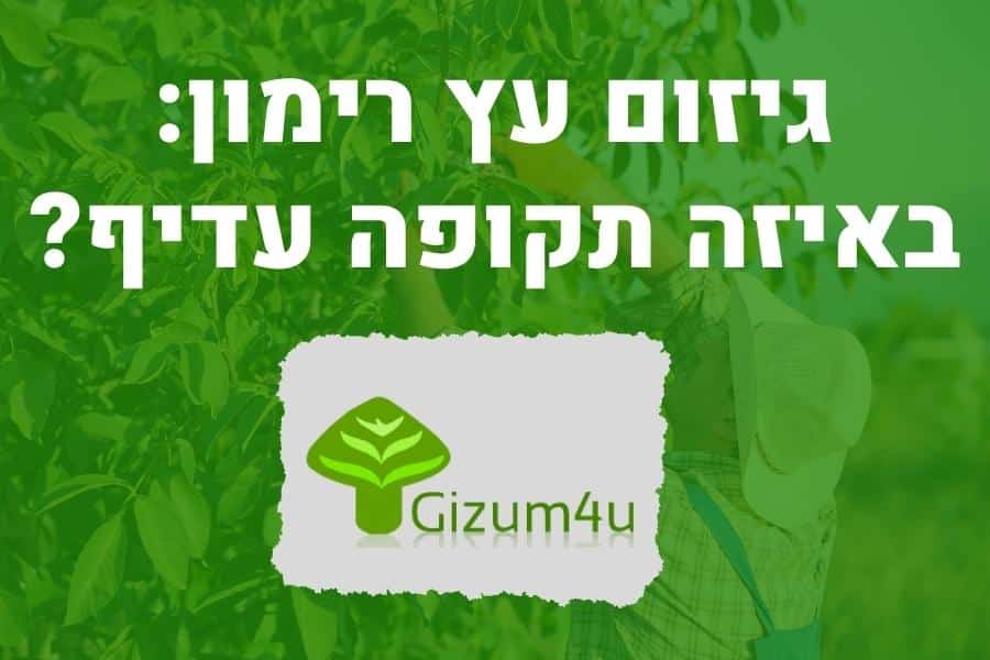 גיזום עץ רימון
