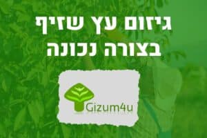 גיזום עץ שזיף