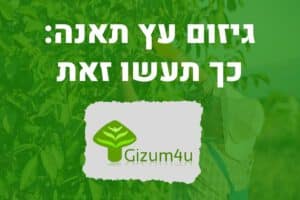 גיזום עץ תאנה
