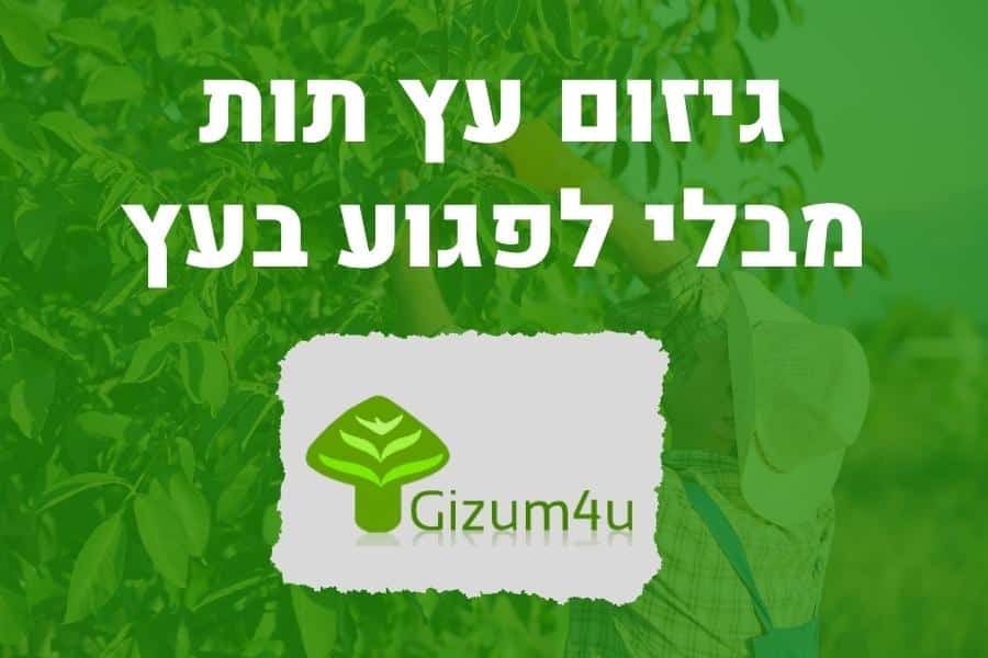 גיזום עץ תות