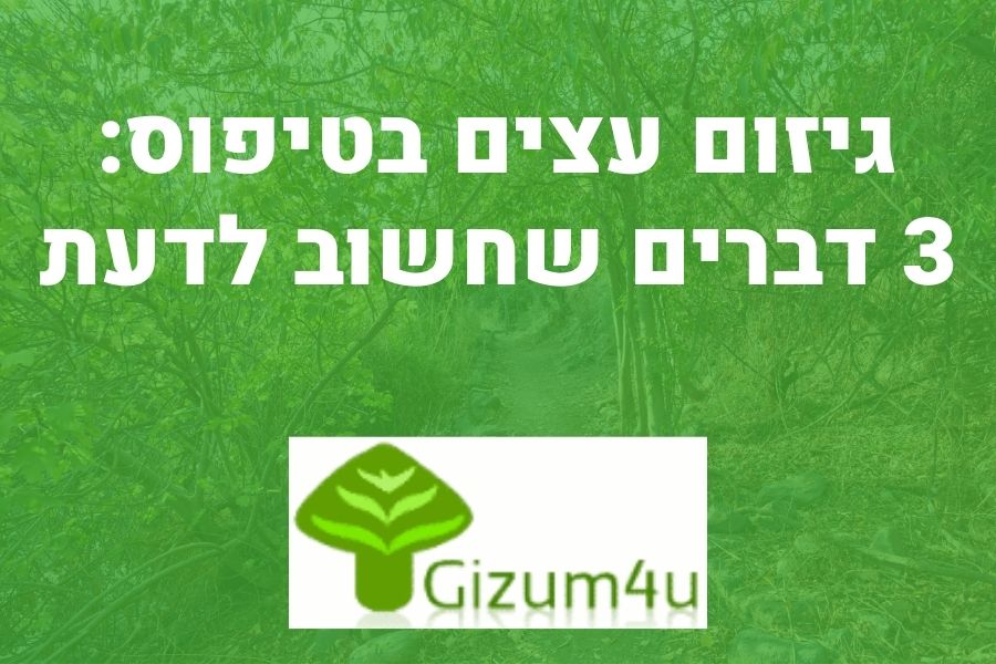 גיזום עצים בטיפוס