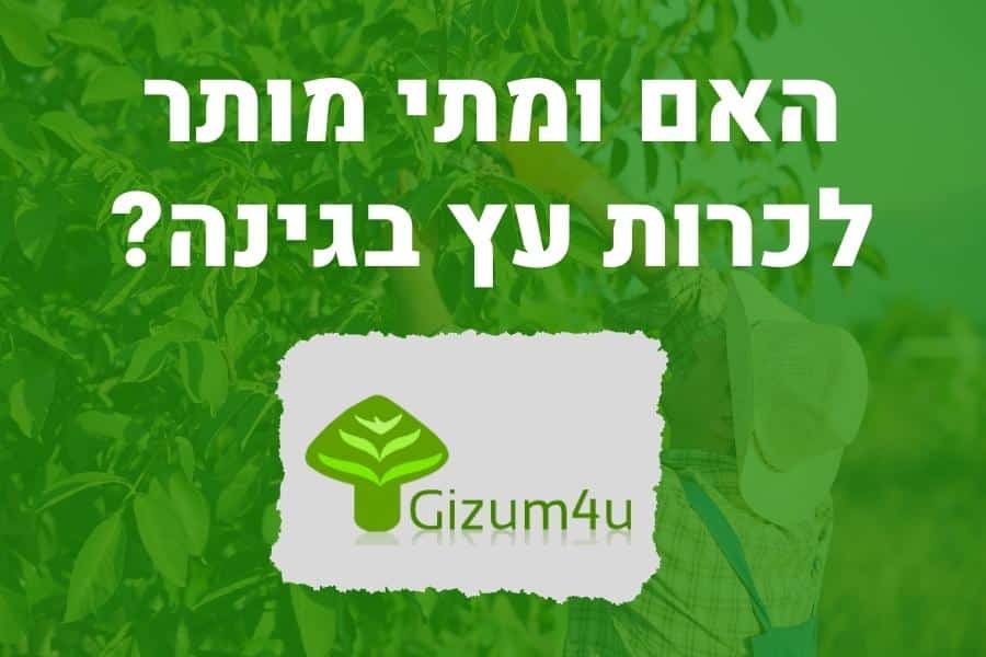האם ומתי מותר לכרות עץ בגינה