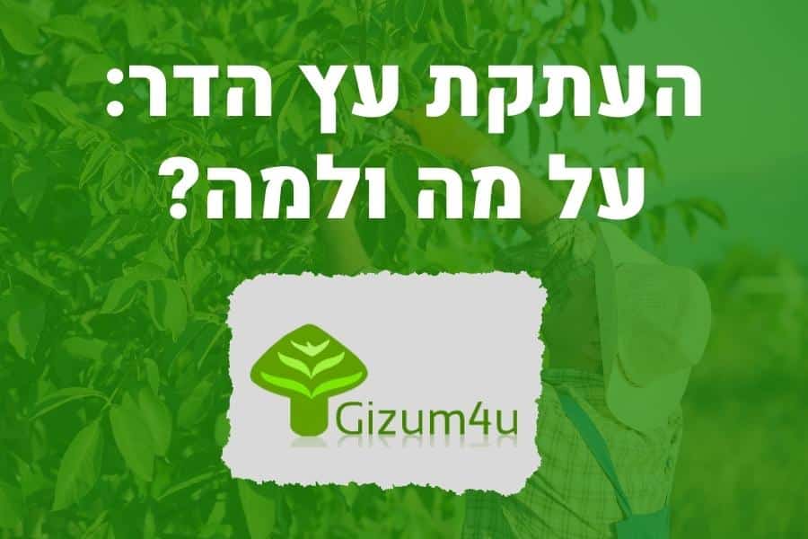 העתקת עץ הדר