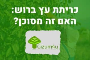 כריתת עץ ברוש