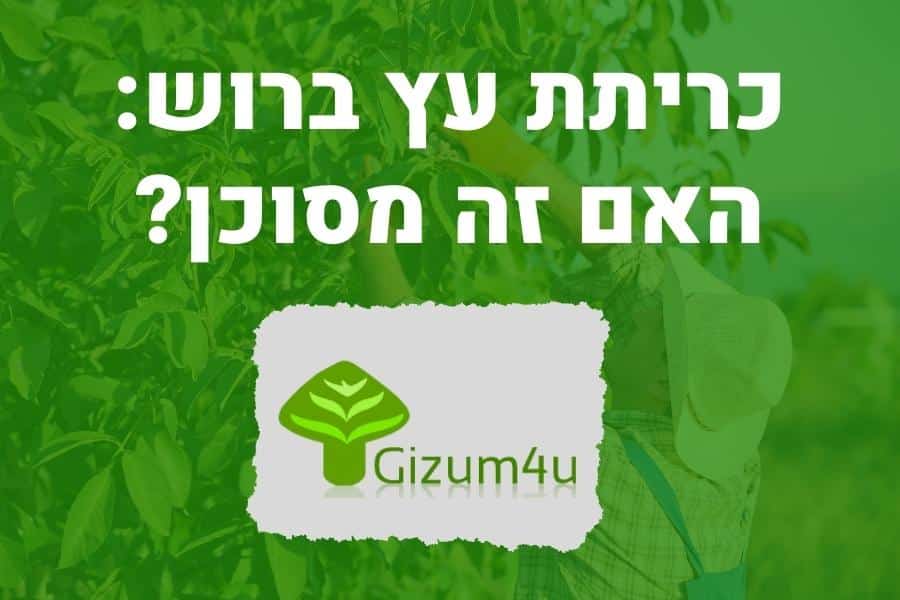 כריתת עץ ברוש