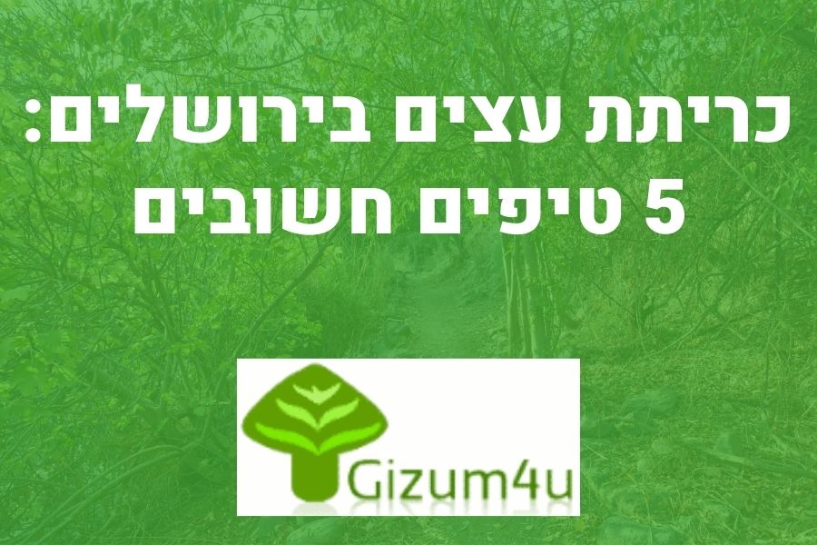 כריתת עצים בירושלים
