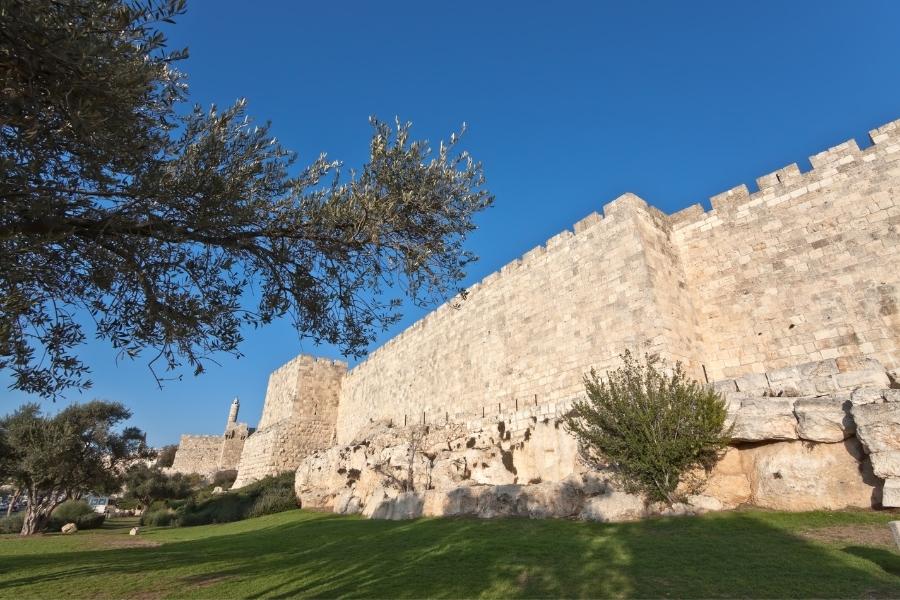 כריתת עצים בירושלים