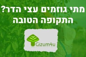 גיזום עצי הדר