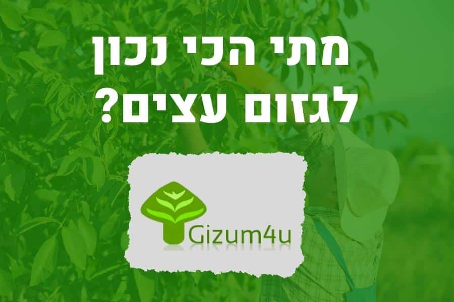 מתי הכי נכון לגזום עצים