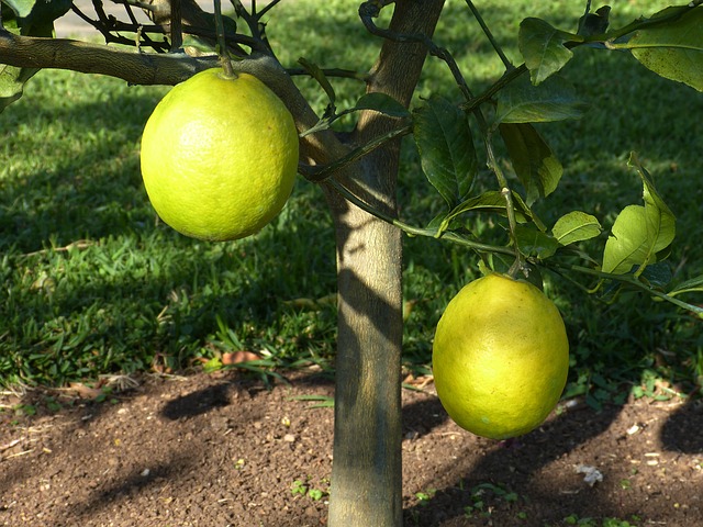 גיזום עץ לימון מבעל מקצוע מומלץ