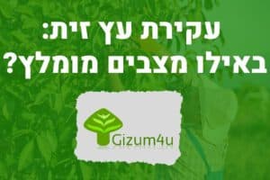 עקירת עץ זית