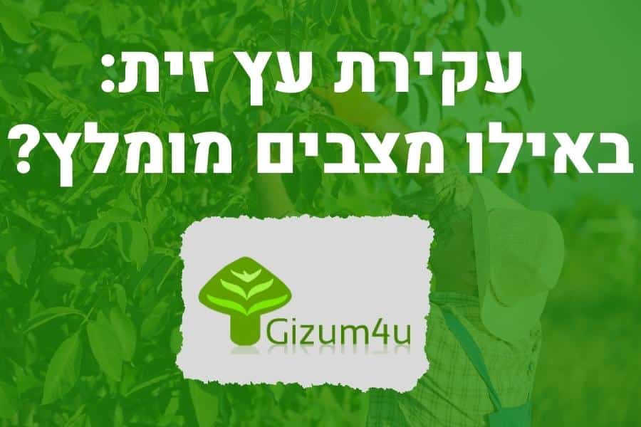עקירת עץ זית