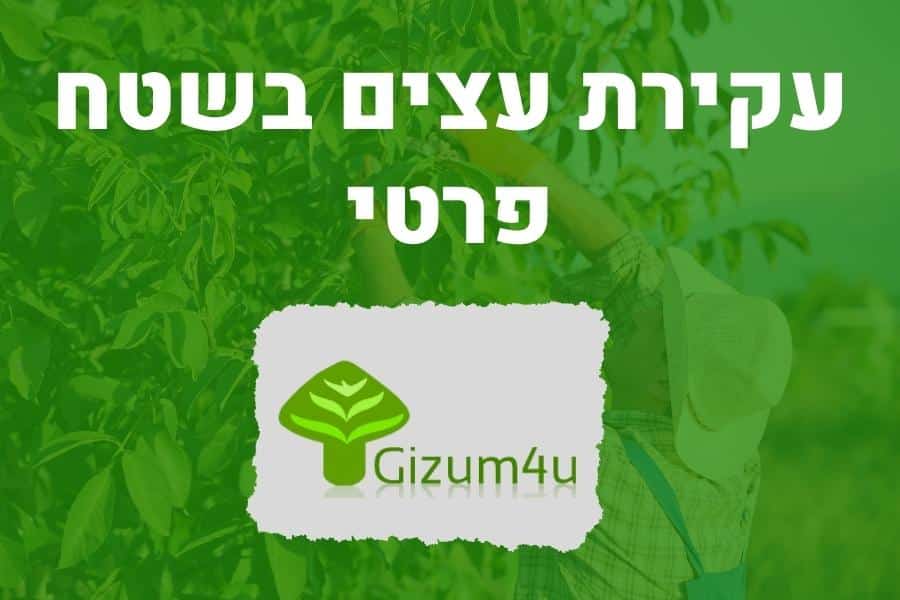 עקירת עצים בשטח פרטי