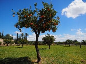 גיזום עצים בחולון