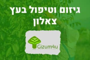 גיזום וטיפול בעץ צאלון
