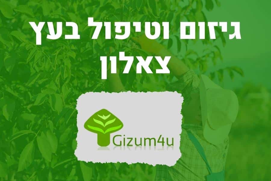 גיזום וטיפול בעץ צאלון